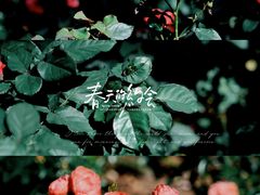 -香蜜公园