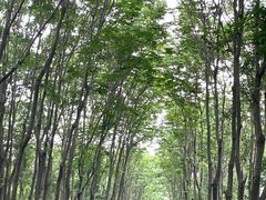 -宜兴龙背山森林公园