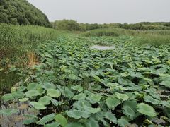 -同里国家湿地公园