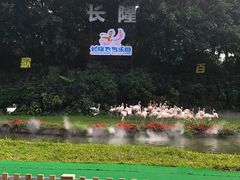-广州长隆飞鸟乐园