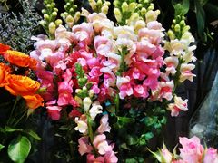 -爱尚幸福鲜花(上地实体店)