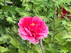 -洛阳市隋唐城遗址植物园