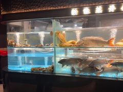 -阿五黄河大鲤鱼(建业路店)