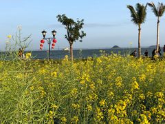 -野狸岛