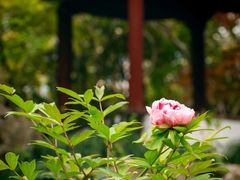 -上海醉白池公园