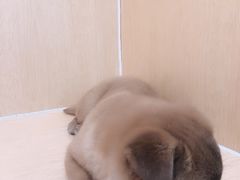 -美联众合动物医院·24h京西诊疗中心