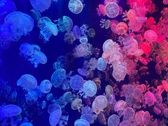 -成都浩海立方海洋公园