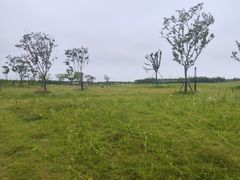 -春花秋色城市公园