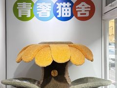 -青奢宠物·青奢猫舍