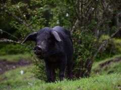 -硗碛藏寨·神木垒景区
