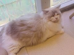 -藏猫猫咖啡主题馆(中央大道店)