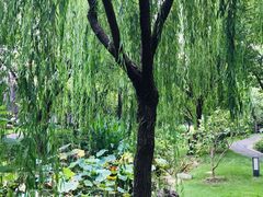 -陈家山荷花公园