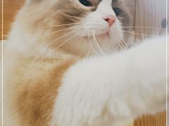 -藏猫猫咖啡主题馆(中央大道店)