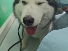 -汪喵宠物医院·骨科心脏影像·犬猫急重症ICU诊疗中心(成华分院)