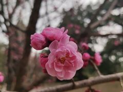 -香山公园