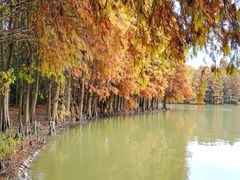 -上海海湾国家森林公园