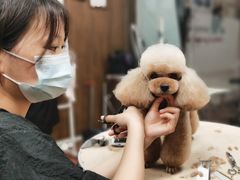 -鑫艺宠物美容培训学校