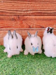 -萌宠亲子动物乐园(槐房万达店)