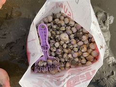 -启东黄金海滩景区