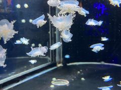 -太平洋海底世界