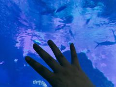 -海合安武汉极地海洋公园