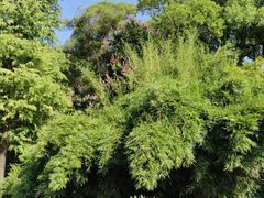 -广西壮族自治区药用植物园