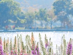-顺峰山公园
