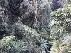 -清迈丛林飞跃 JungleFlight