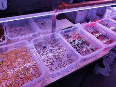 -中环花鸟鱼虫市场