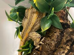 -酷以爬仙阁实体爬宠店·守宫·蜥蜴·专业繁育