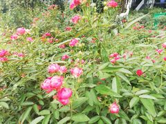 -人民公园(罗湖区)