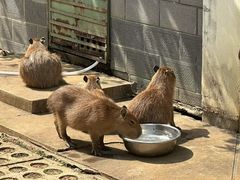-合肥野生动物园
