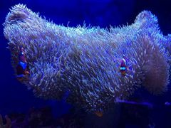 android_upload_pic-西雅图水族馆