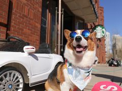 -超宠爱宠物摄影-Super pet