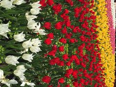 上海鲜花港-上海鲜花港