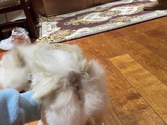 -天使宠物医院·犬猫分诊(彩虹店)