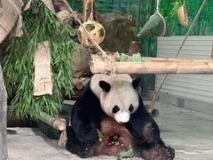 -灵玲国际马戏城