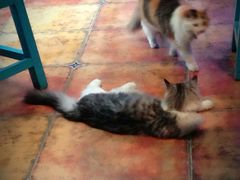 iphone_upload_pic-Sirena海妖日咖夜酒