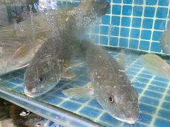 -潮香阁海鲜餐厅(较场尾店)