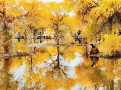 -金塔沙漠胡杨林景区