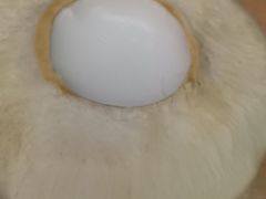 椰子冻-志龙皇冠吃货椰子铺