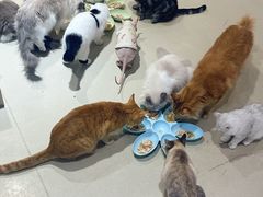 -藏猫猫咖啡主题馆(中央大道店)