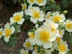 -蜜雪冰城(陆家嘴店)