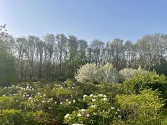-洛阳市隋唐城遗址植物园