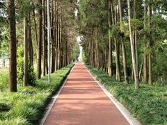 -上海长兴岛郊野公园