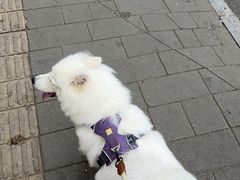 -pd派德宠物中心医院24H急重症·眼科中心·血液透析中心(嵩山北路店)