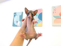 -奈斯宠物医院·核磁CT·异宠专科·内镜(中南店)