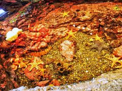 -西雅图水族馆