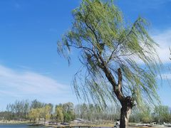 -东郊湿地公园