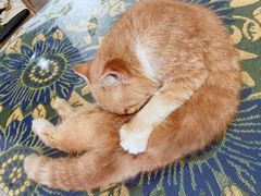 -平行世界·猫咖(首经贸店)